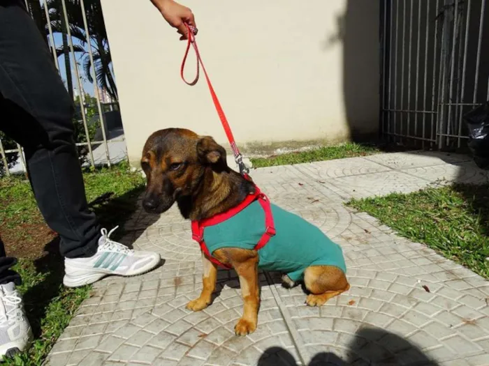 Cachorro ra a srd idade 1 ano nome Torresmo
