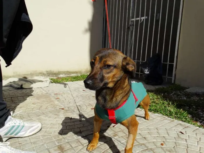 Cachorro ra a srd idade 1 ano nome Torresmo