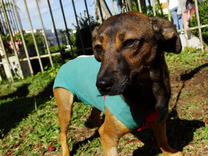 Cachorro ra a srd idade 1 ano nome Torresmo