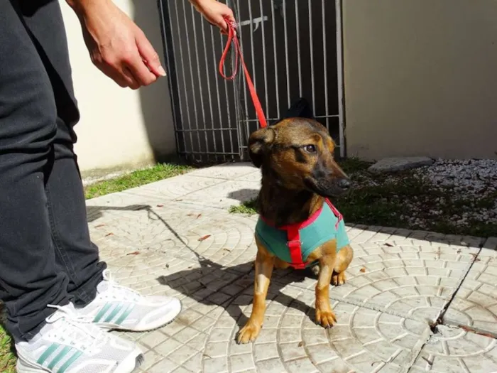 Cachorro ra a srd idade 1 ano nome Torresmo