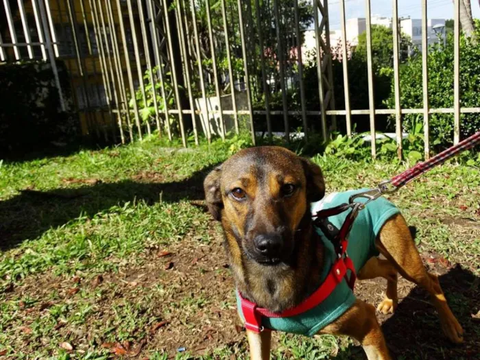 Cachorro ra a srd idade 1 ano nome Torresmo
