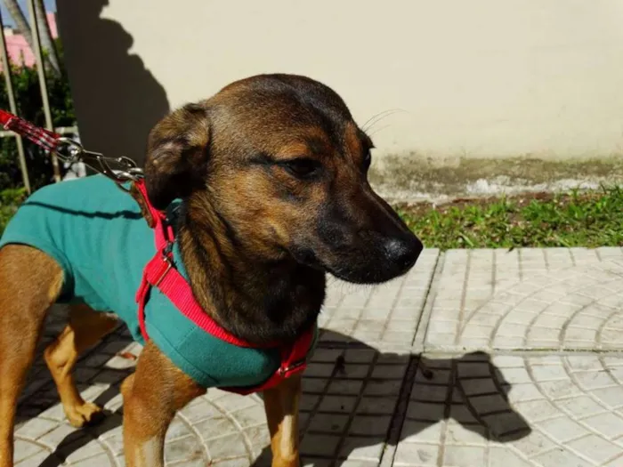 Cachorro ra a srd idade 1 ano nome Torresmo