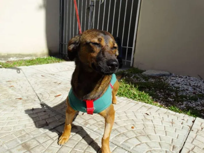 Cachorro ra a srd idade 1 ano nome Torresmo