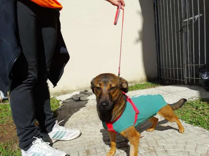 Cachorro ra a srd idade 1 ano nome Torresmo