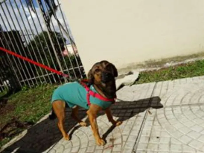 Cachorro ra a srd idade 1 ano nome Torresmo