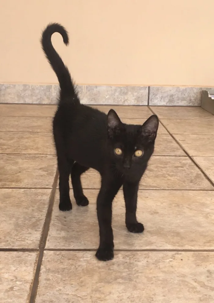Gato ra a Não definida  idade 2 a 6 meses nome Não possui 