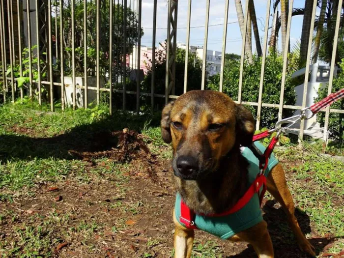 Cachorro ra a srd idade 1 ano nome Torresmo