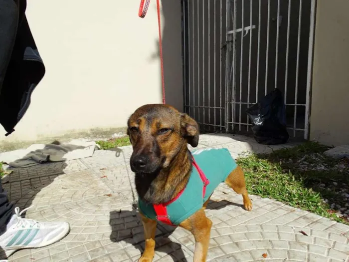 Cachorro ra a srd idade 1 ano nome Torresmo