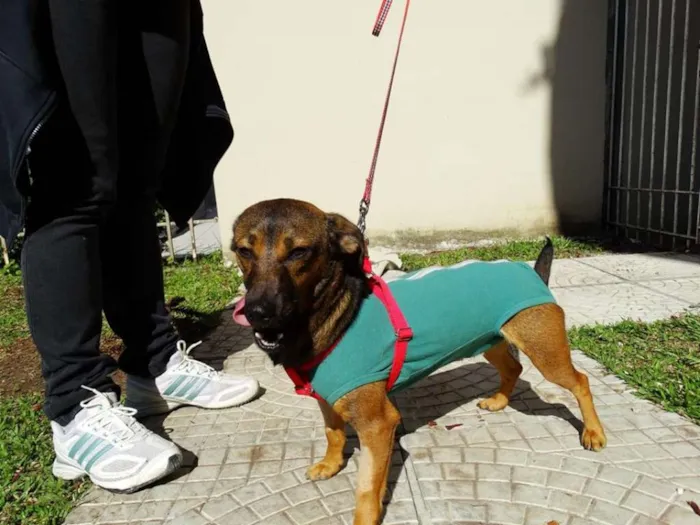 Cachorro ra a srd idade 1 ano nome Torresmo