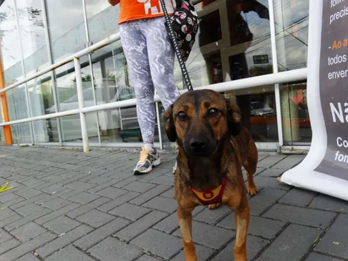 Cachorro ra a srd idade 1 ano nome Torresmo