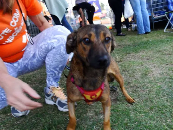 Cachorro ra a srd idade 1 ano nome Torresmo