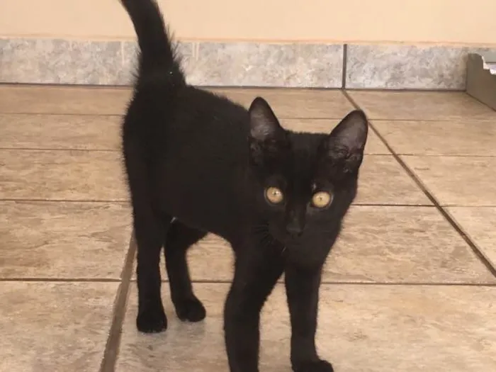 Gato ra a Não definida  idade 2 a 6 meses nome Não possui 