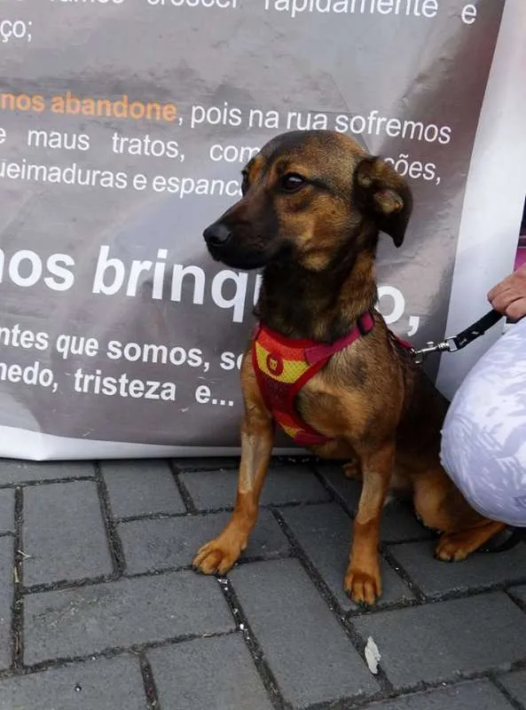 Cachorro ra a srd idade 1 ano nome Torresmo