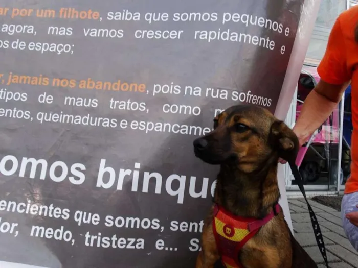 Cachorro ra a srd idade 1 ano nome Torresmo
