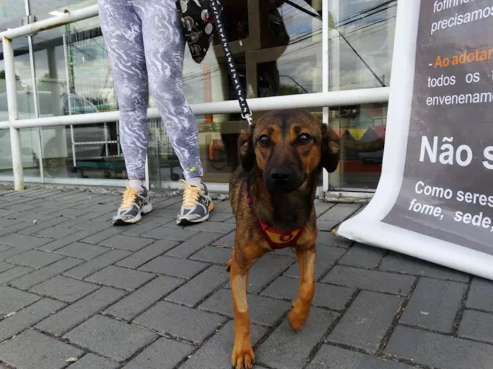 Cachorro ra a srd idade 1 ano nome Torresmo