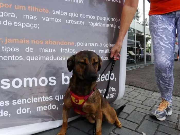Cachorro ra a srd idade 1 ano nome Torresmo