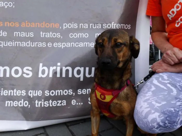Cachorro ra a srd idade 1 ano nome Torresmo