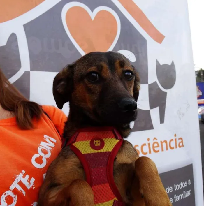 Cachorro ra a srd idade 1 ano nome Torresmo
