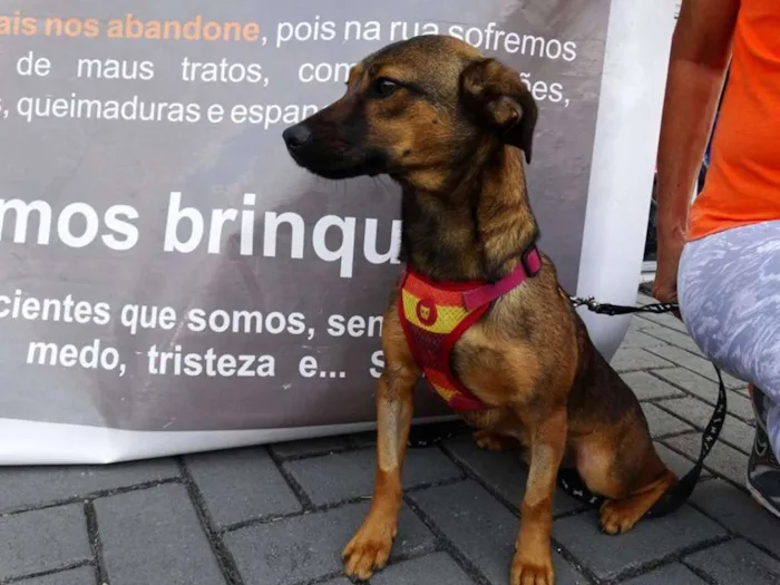 Cachorro ra a srd idade 1 ano nome Torresmo