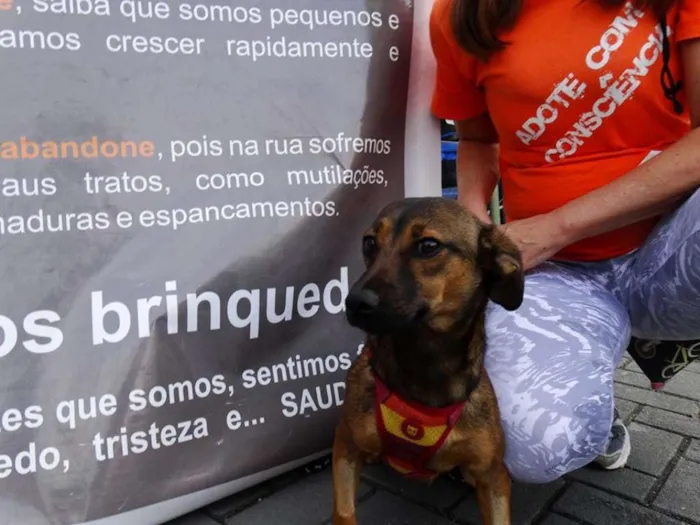 Cachorro ra a srd idade 1 ano nome Torresmo