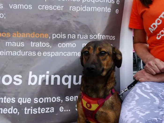 Cachorro ra a srd idade 1 ano nome Torresmo