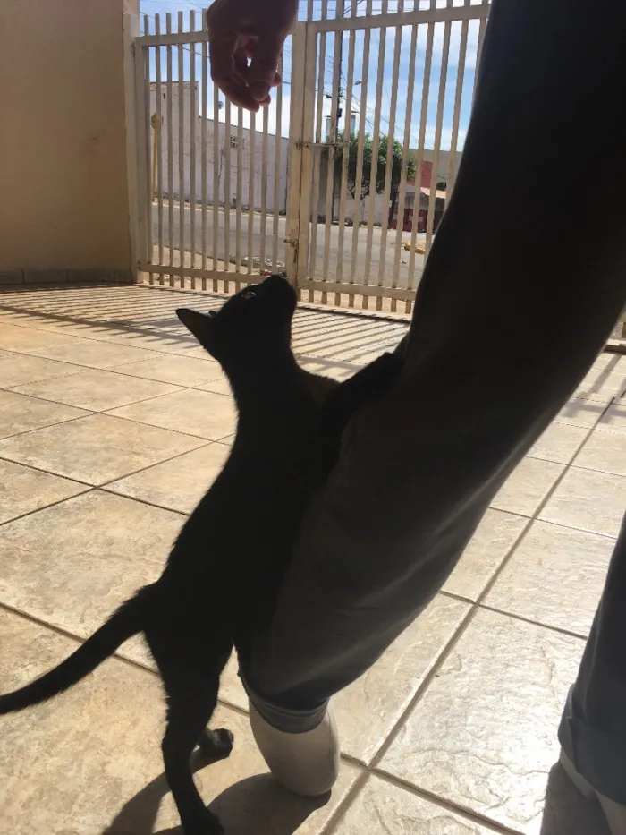 Gato ra a Não definida  idade 2 a 6 meses nome Não possui 
