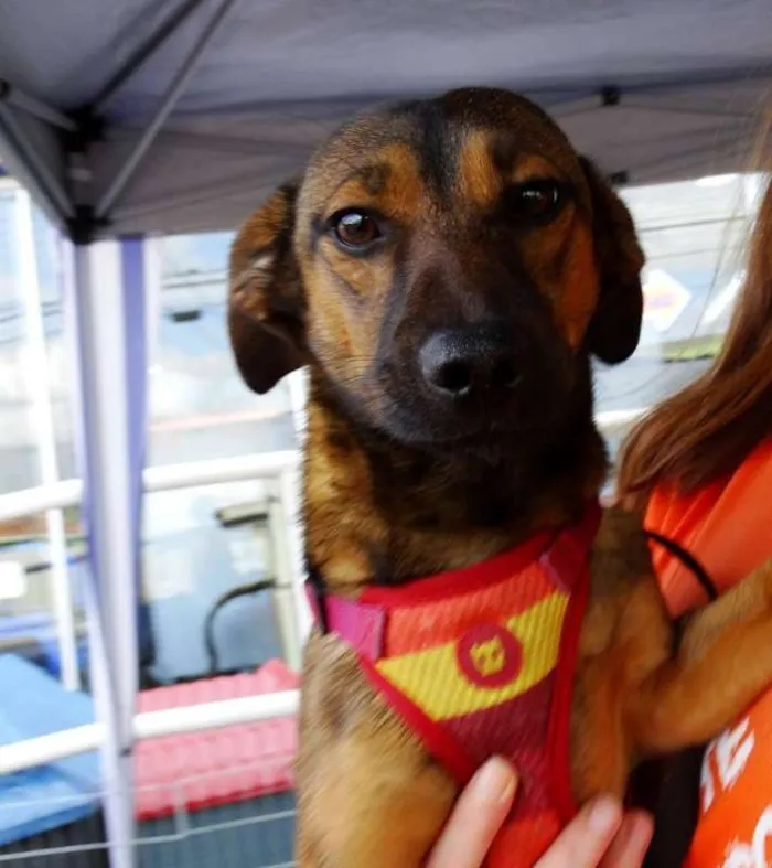 Cachorro ra a srd idade 1 ano nome Torresmo