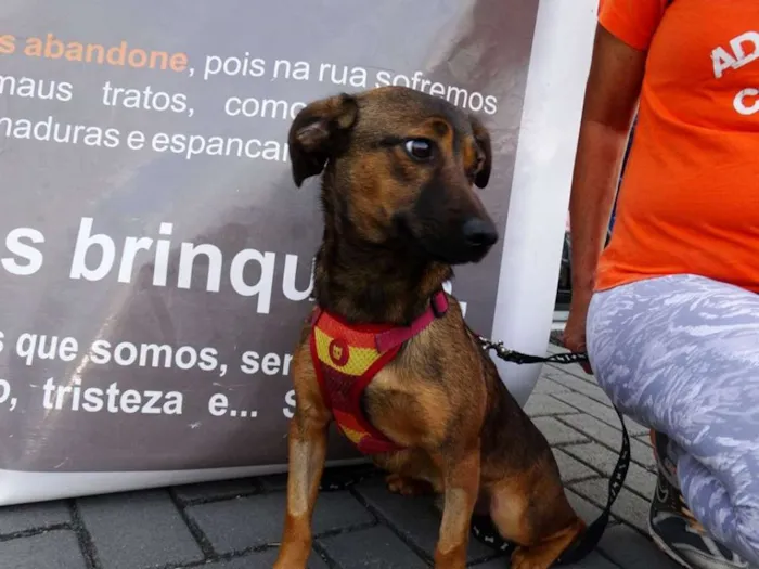 Cachorro ra a srd idade 1 ano nome Torresmo
