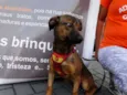 Torresmo