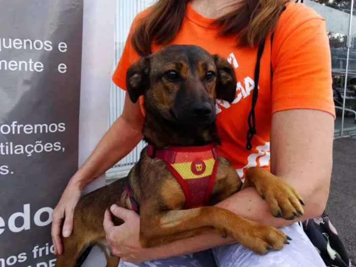 Cachorro ra a srd idade 1 ano nome Torresmo