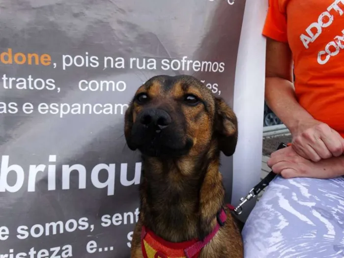 Cachorro ra a srd idade 1 ano nome Torresmo