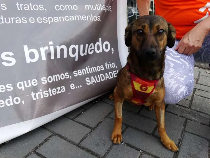 Cachorro ra a srd idade 1 ano nome Torresmo
