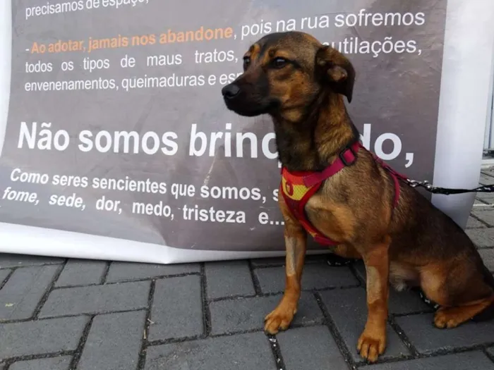 Cachorro ra a srd idade 1 ano nome Torresmo