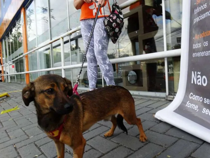 Cachorro ra a srd idade 1 ano nome Torresmo