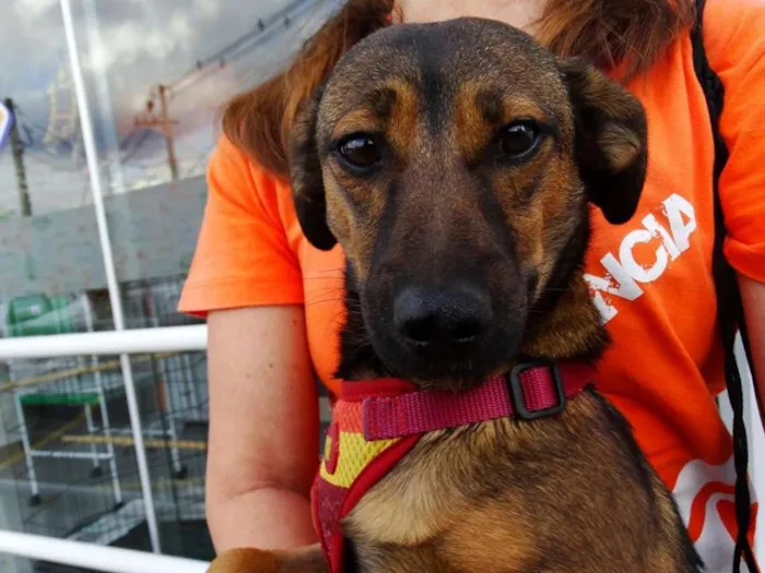 Cachorro ra a srd idade 1 ano nome Torresmo