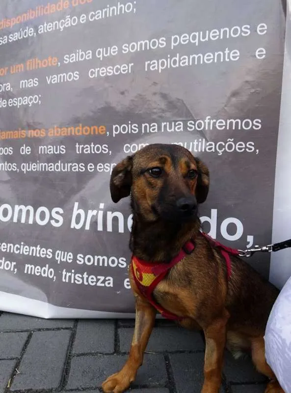 Cachorro ra a srd idade 1 ano nome Torresmo