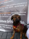 Torresmo