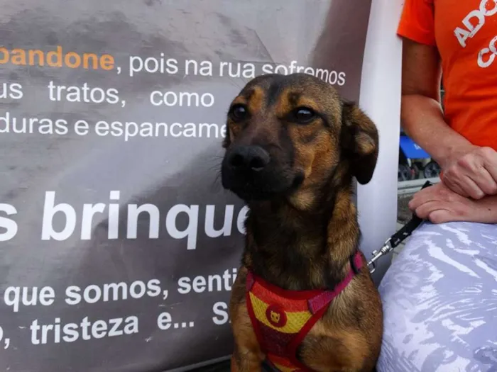Cachorro ra a srd idade 1 ano nome Torresmo