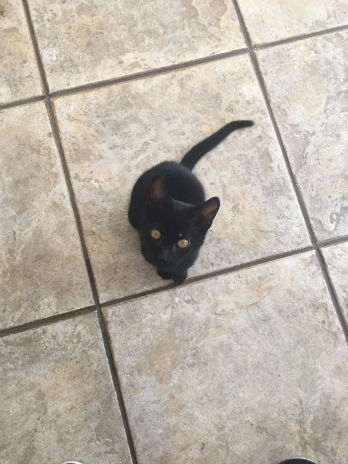 Gato ra a Não definida  idade 2 a 6 meses nome Não possui 