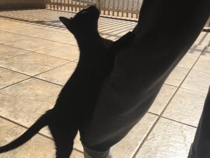 Gato ra a Não definida  idade 2 a 6 meses nome Não possui 