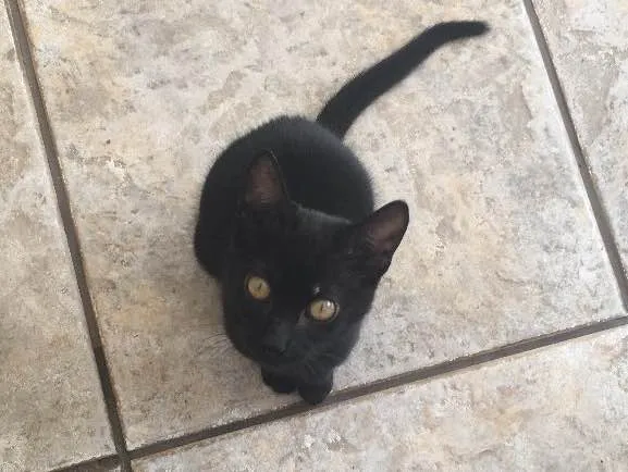 Gato ra a Não definida  idade 2 a 6 meses nome Não possui 