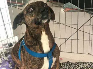 Cachorro raça srd idade 2 anos nome Pandora