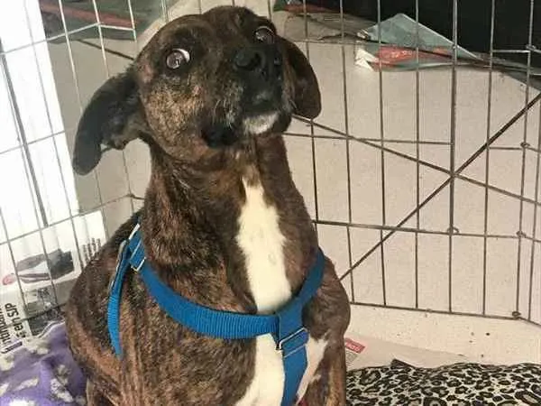 Cachorro ra a srd idade 2 anos nome Pandora