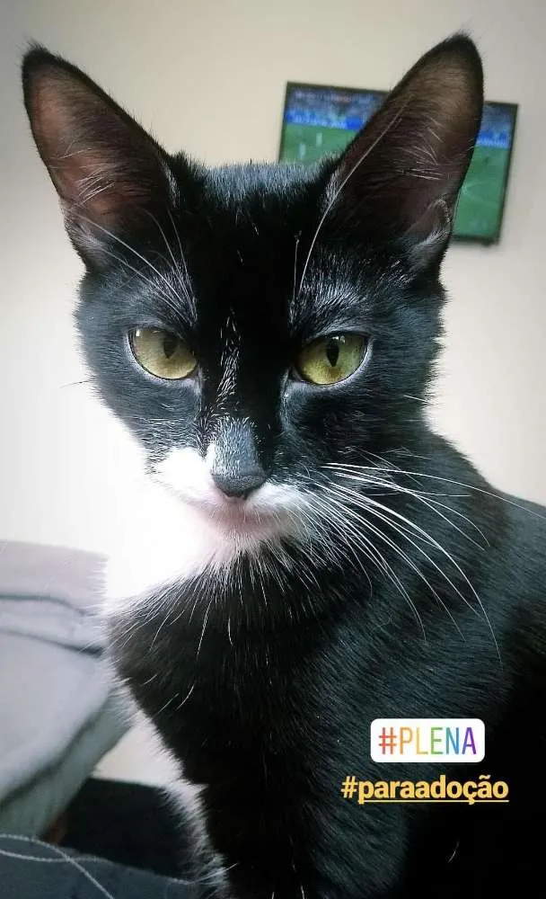 Gato ra a Sem raça definida idade 7 a 11 meses nome Mel