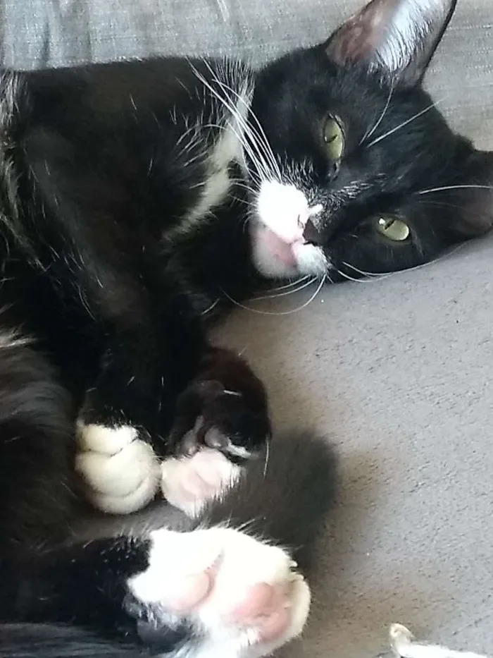 Gato ra a Sem raça definida idade 7 a 11 meses nome Mel