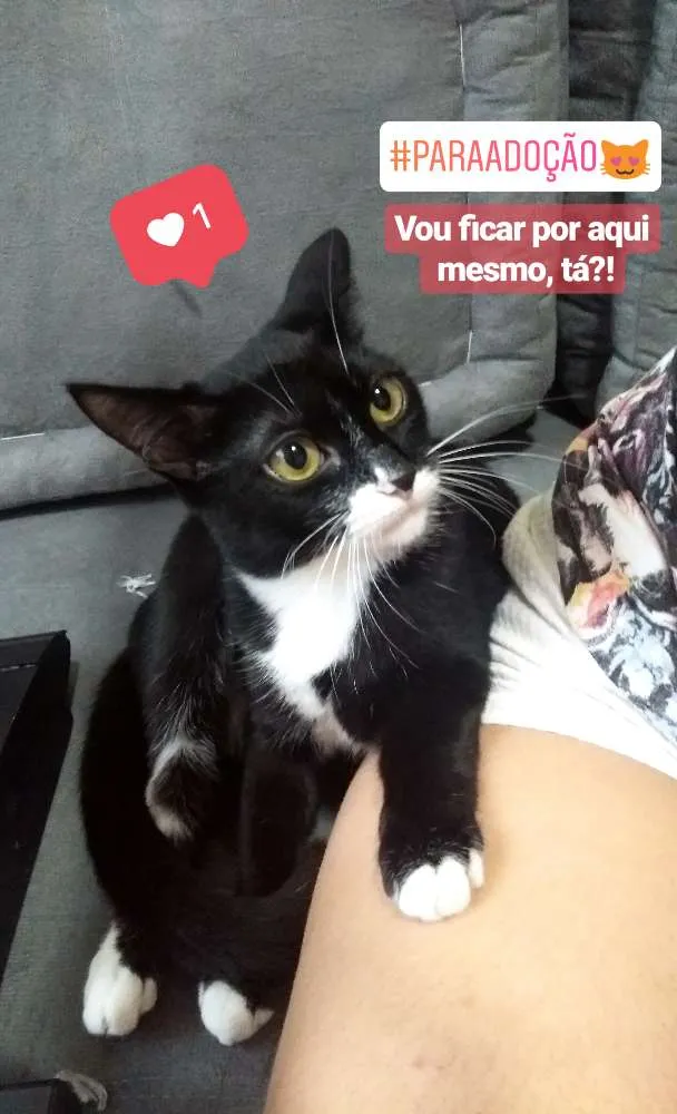 Gato ra a Sem raça definida idade 7 a 11 meses nome Mel