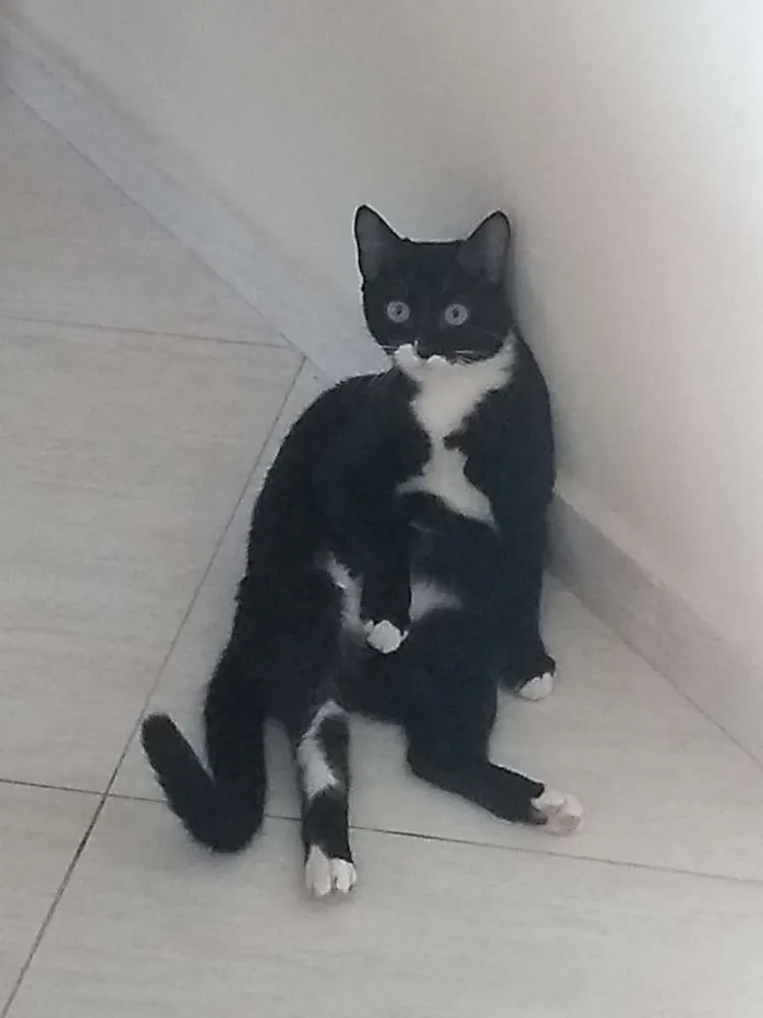 Gato ra a Sem raça definida idade 7 a 11 meses nome Mel