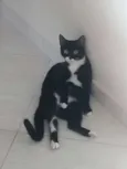 Mel