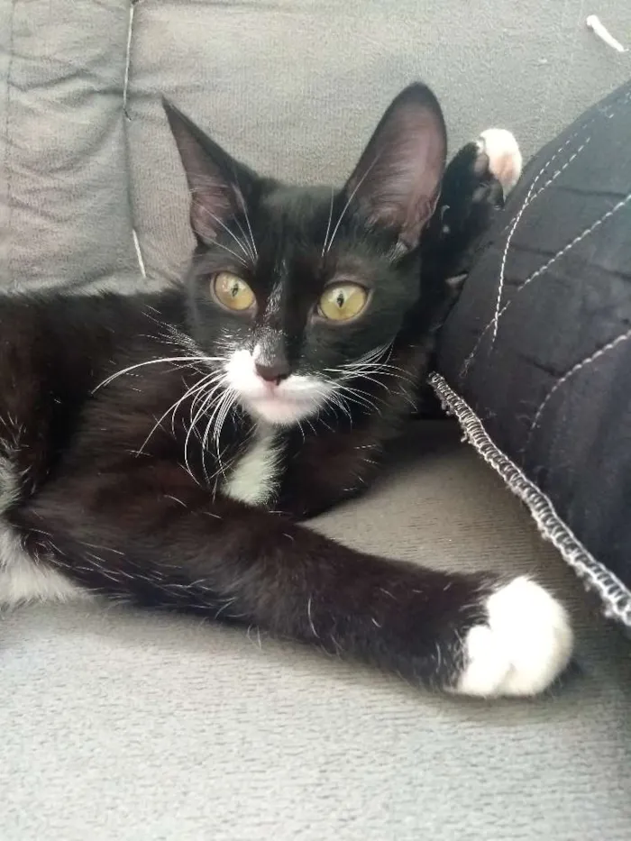 Gato ra a Sem raça definida idade 7 a 11 meses nome Mel