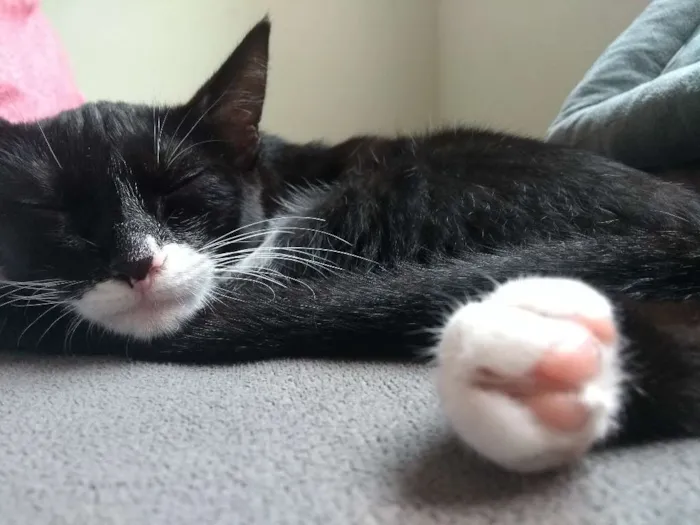 Gato ra a Sem raça definida idade 7 a 11 meses nome Mel